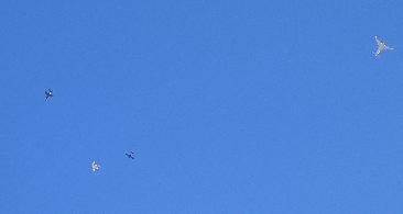 IMG_0593.JPG